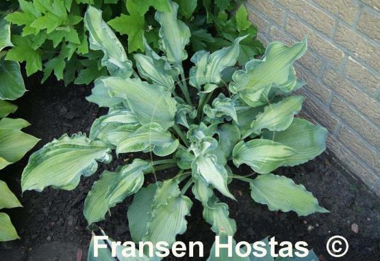 Hosta Guardian Angel - Fransen Hostas
